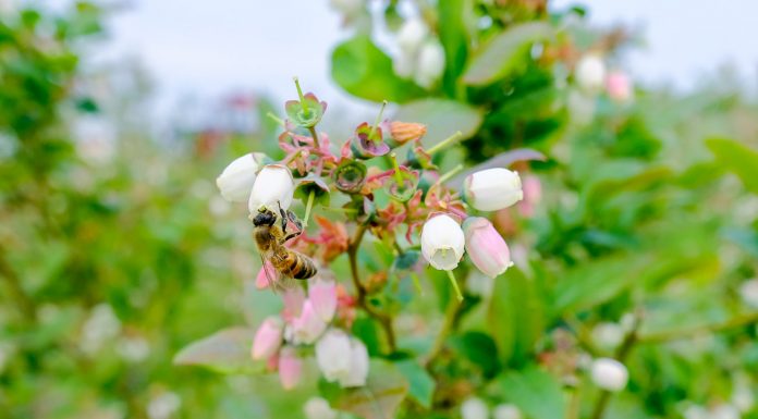 Chrońmy pszczoły – to od nich zależy nasza produkcja