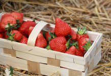 Wstępny szacunek zbioru jagodowych według GUS