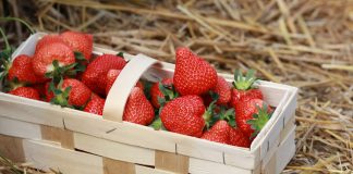 Wstępny szacunek zbioru jagodowych według GUS