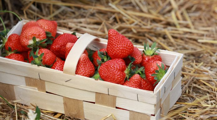 Wstępny szacunek zbioru jagodowych według GUS