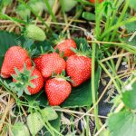Flair_2 (16)