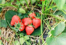 Nawożenie truskawek- rekomendacje Barbary Błaszczyńskiej z firmy Agrosimex