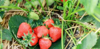 Nawożenie truskawek- rekomendacje Barbary Błaszczyńskiej z firmy Agrosimex