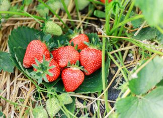 Nawożenie truskawek- rekomendacje Barbary Błaszczyńskiej z firmy Agrosimex