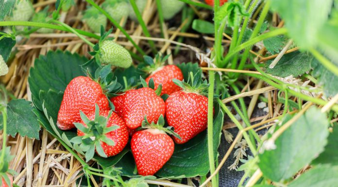 Nawożenie truskawek- rekomendacje Barbary Błaszczyńskiej z firmy Agrosimex