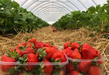 Najwcześniejsza odmiana truskawek w projekcie
