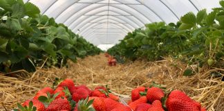 Najwcześniejsza odmiana truskawek w projekcie