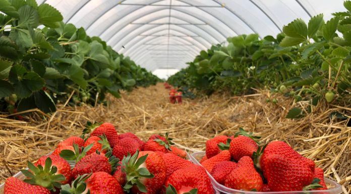 Najwcześniejsza odmiana truskawek w projekcie