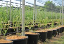 Nowoczesne doniczki do uprawy borówek