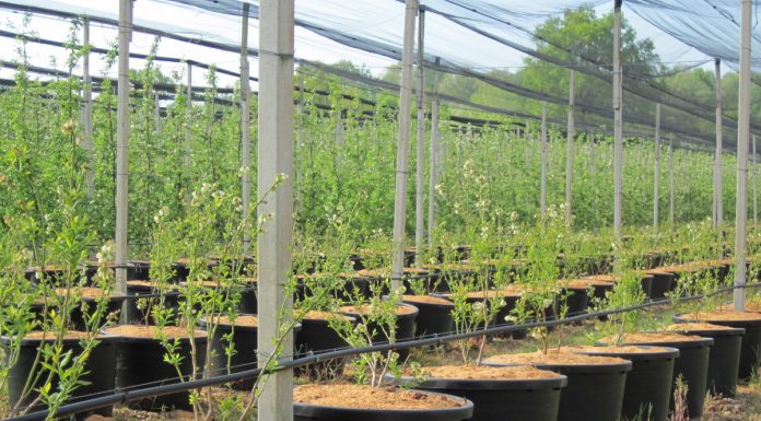 Nowoczesne doniczki do uprawy borówek