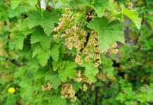 Nawożenie dolistne, a dobra kondycja roślin