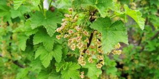 Nawożenie dolistne, a dobra kondycja roślin