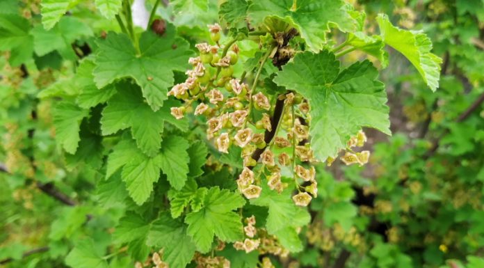 Nawożenie dolistne, a dobra kondycja roślin