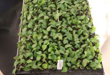 Znane i nowe odmiany borówek w projekcie Borówkowe Factory