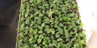 Znane i nowe odmiany borówek w projekcie Borówkowe Factory