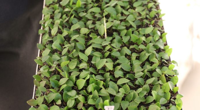 Znane i nowe odmiany borówek w projekcie Borówkowe Factory