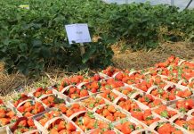 Połączone metody ochrony chemicznej i biologicznej truskawek