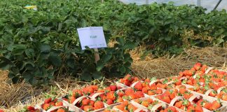 Połączone metody ochrony chemicznej i biologicznej truskawek