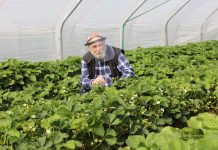 Nawożenie truskawek – zalecenia Jarosława Barszczewskiego z firmy Yara