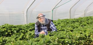 Nawożenie truskawek – zalecenia Jarosława Barszczewskiego z firmy Yara