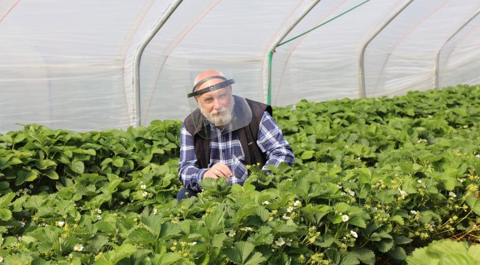 Nawożenie truskawek – zalecenia Jarosława Barszczewskiego z firmy Yara