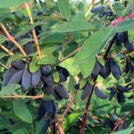 Kamczacka_newsletter (1)