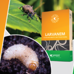 Larvanem_koppert_maj2020