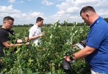 Borówki w roku z COVID-19. Fall Creek organizuje webinarium