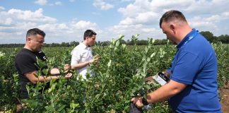 Borówki w roku z COVID-19. Fall Creek organizuje webinarium