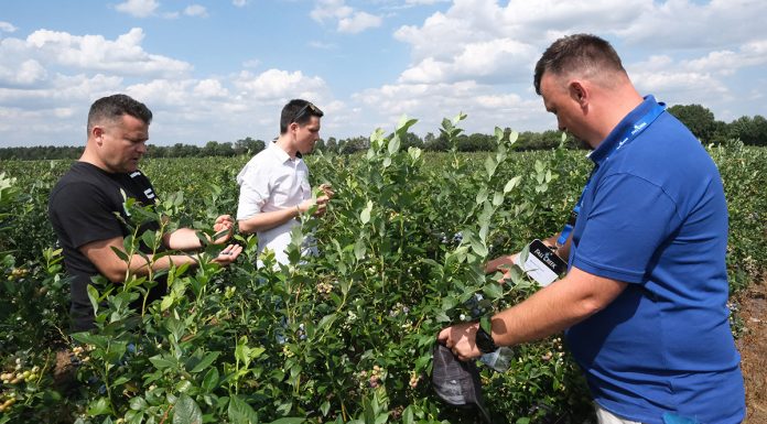 Borówki w roku z COVID-19. Fall Creek organizuje webinarium