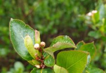 Zapowiada się trudny sezon dla aronii