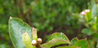 Zapowiada się trudny sezon dla aronii