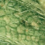 Zwalczanie przędziorków i wciornastków w truskawce promieniami UVC