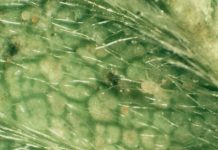 Zwalczanie przędziorków i wciornastków w truskawce promieniami UVC