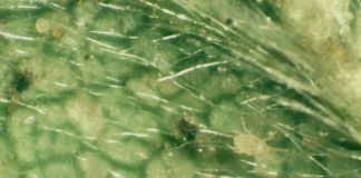 Zwalczanie przędziorków i wciornastków w truskawce promieniami UVC