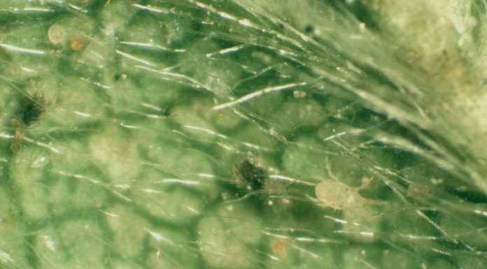 Zwalczanie przędziorków i wciornastków w truskawce promieniami UVC