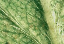 Aktualne możliwości zwalczania przędziorków na plantacjach truskawek i malin