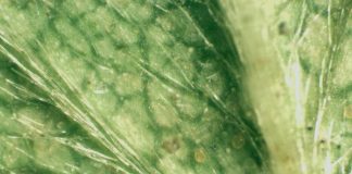 Aktualne możliwości zwalczania przędziorków na plantacjach truskawek i malin