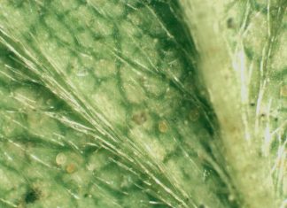 Aktualne możliwości zwalczania przędziorków na plantacjach truskawek i malin