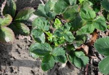 Czy już czas na zwalczanie roztocza truskawkowca?