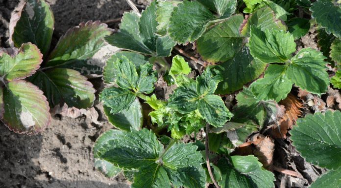 Czy już czas na zwalczanie roztocza truskawkowca?