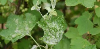 Czy amerykański mączniak agrestu będzie problemem?