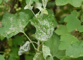 Nowe rozwiązanie do zwalczania mączniaka prawdziwego