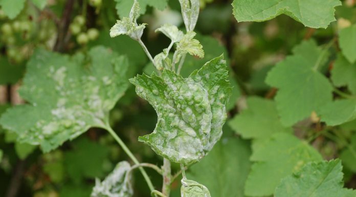 Czy amerykański mączniak agrestu będzie problemem?