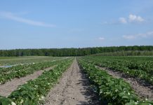Nawożenie truskawek w uprawie polowej (cz. I) Rumba