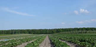 Nawożenie truskawek w uprawie polowej (cz. I) Rumba