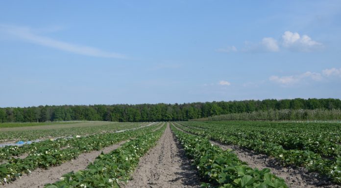 Nawożenie truskawek w uprawie polowej (cz. I) Rumba