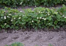 Nawożenie truskawek w uprawie polowej (cz. II) Rumba