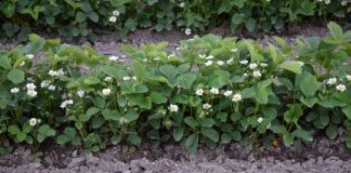 Nawożenie truskawek w uprawie polowej (cz. II) Rumba