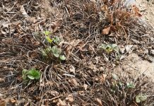 Opuchlaki – jest nowa i już sprawdzona metoda